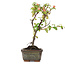 Cotoneaster horizontalis, 13 cm, ± 4 jaar oud