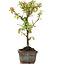 Cotoneaster horizontalis, 13 cm, ± 4 years old