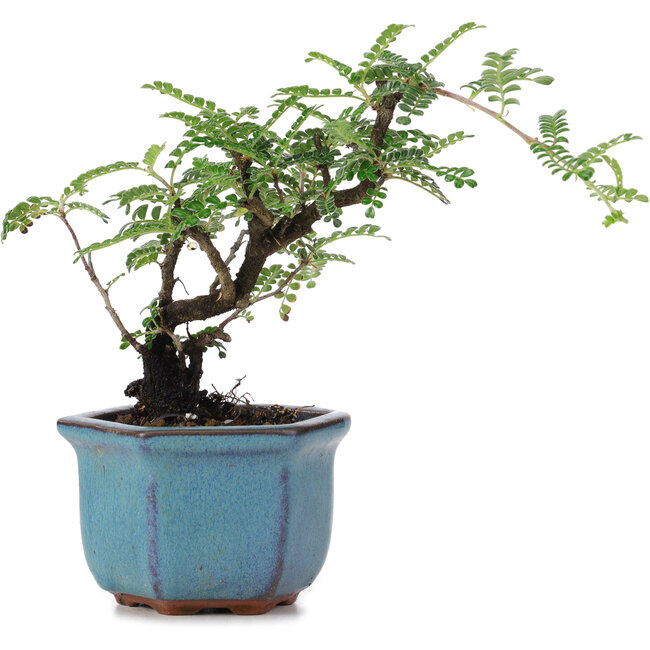 Osteomelen, 12 cm, ± 8 Jahre alt