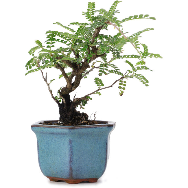 Osteomeles, 12 cm, ± 8 jaar oud