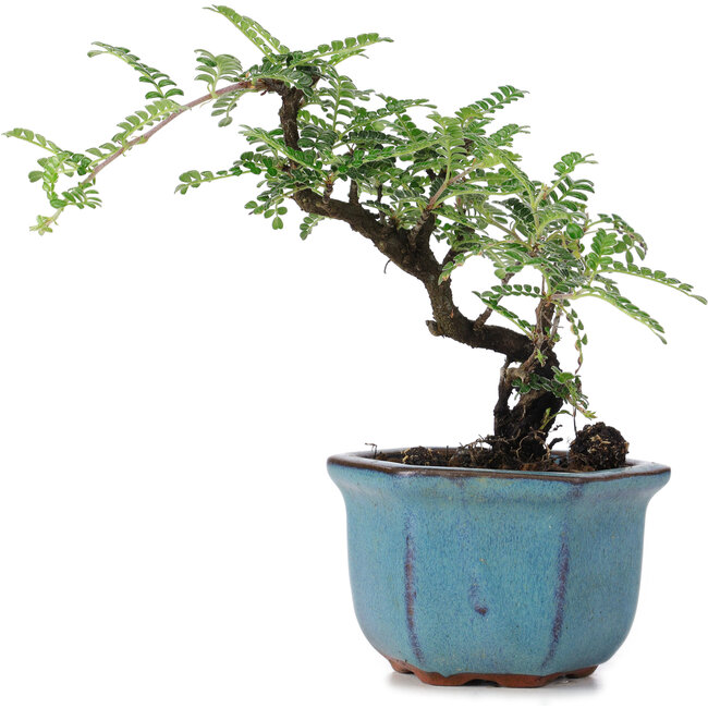 Osteomeles, 12 cm, ± 8 years old