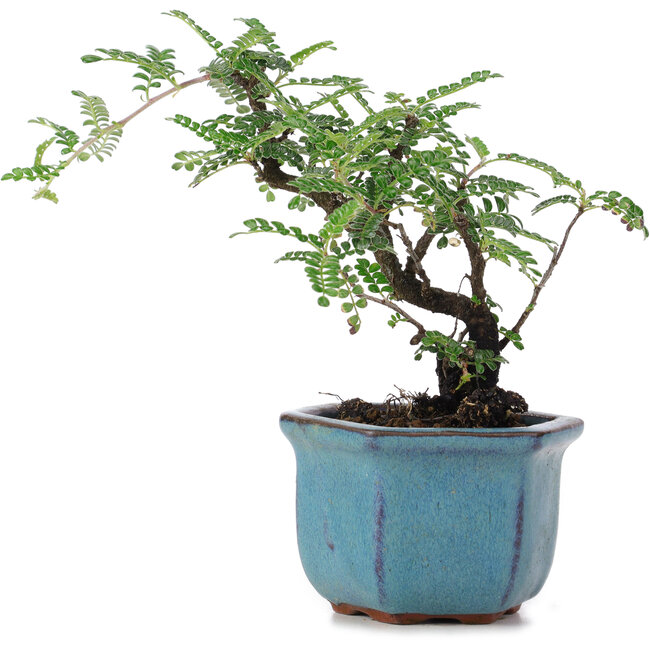 Osteomeles, 12 cm, ± 8 jaar oud