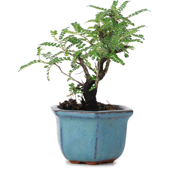 Osteomelen, 12 cm, ± 8 Jahre alt