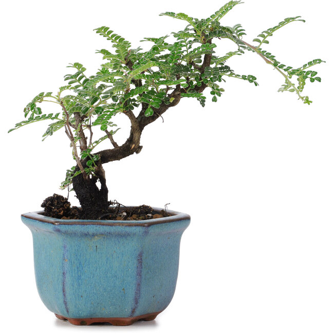 Osteomeles, 12 cm, ± 8 jaar oud