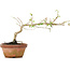 Corylopsis spicata, 14 cm, ± 6 years old