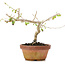 Corylopsis spicata, 14 cm, ± 6 anni