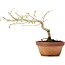 Corylopsis spicata, 14 cm, ± 6 Jahre alt