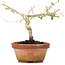 Corylopsis spicata, 14 cm, ± 6 years old