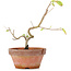 Corylopsis spicata, 15 cm, ± 6 years old