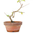 Corylopsis spicata, 15 cm, ± 6 Jahre alt