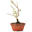 Corylopsis spicata, 20 cm, ± 6 years old