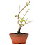 Corylopsis spicata, 20 cm, ± 6 Jahre alt