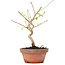 Corylopsis spicata, 18 cm, ± 6 years old