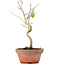 Corylopsis spicata, 21 cm, ± 6 years old