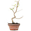 Corylopsis spicata, 23 cm, ± 6 Jahre alt