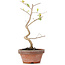 Corylopsis spicata, 23 cm, ± 6 Jahre alt