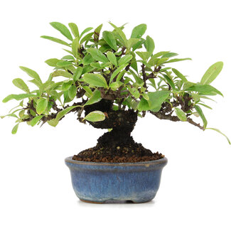 Pyracantha, 12 cm, ± 15 jaar oud