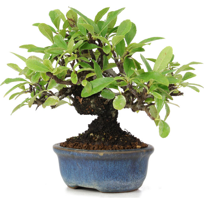Pyracantha, 12 cm, ± 15 anni