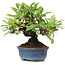 Pyracantha, 12 cm, ± 15 anni