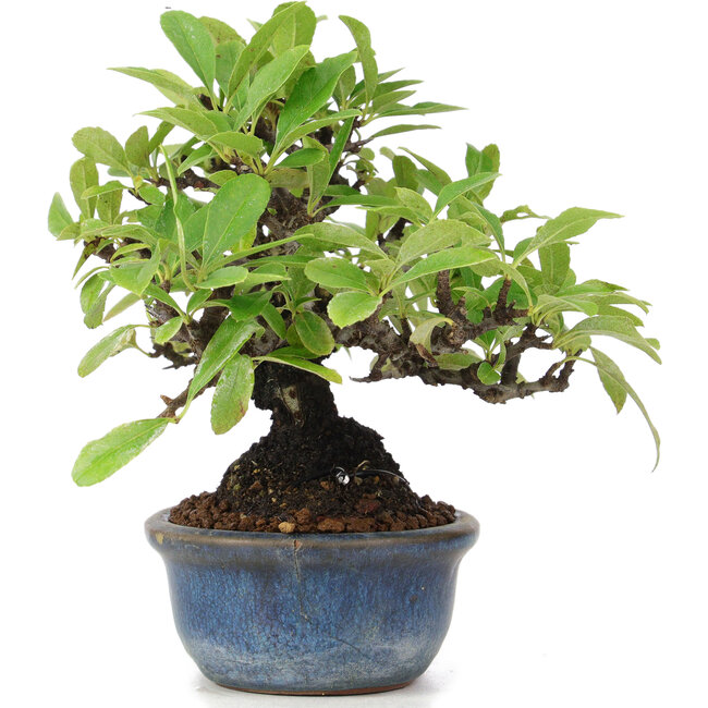 Pyracantha, 12 cm, ± 15 anni