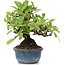 Pyracantha, 12 cm, ± 15 Jahre alt