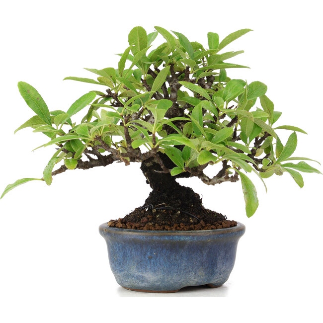 Pyracantha, 12 cm, ± 15 years old