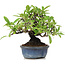 Pyracantha, 12 cm, ± 15 Jahre alt