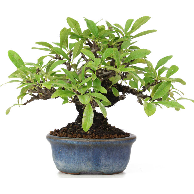 Pyracantha, 12 cm, ± 15 years old