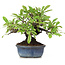 Pyracantha, 12 cm, ± 15 anni