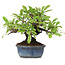 Pyracantha, 12 cm, ± 15 years old