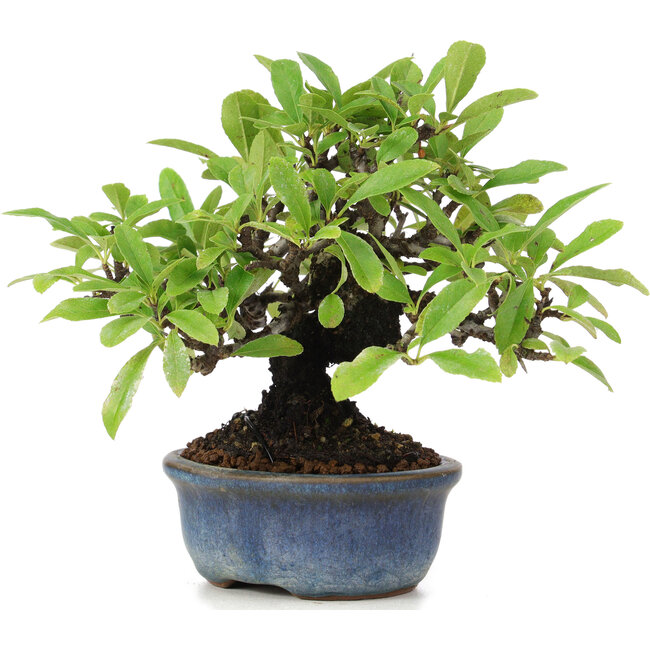 Pyracantha, 12 cm, ± 15 anni
