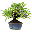 Pyracantha, 12 cm, ± 15 anni