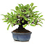 Pyracantha, 12 cm, ± 15 years old
