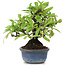 Pyracantha, 12 cm, ± 15 anni