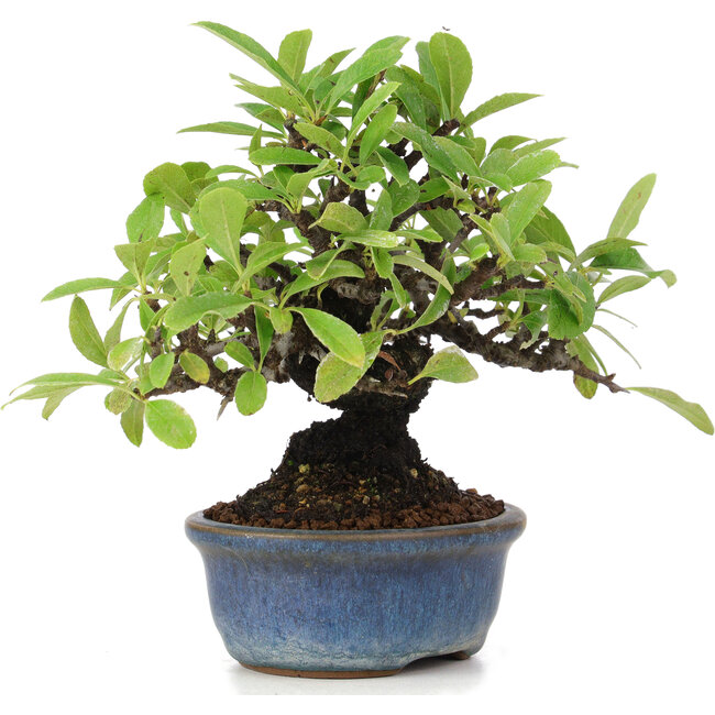 Pyracantha, 12 cm, ± 15 ans