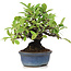 Pyracantha, 12 cm, ± 15 Jahre alt