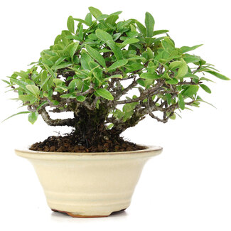 Pyracantha, 13 cm, ± 15 anni