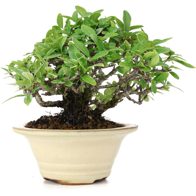 Pyracantha, 13 cm, ± 15 anni