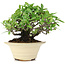 Pyracantha, 13 cm, ± 15 anni