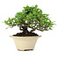 Pyracantha, 13 cm, ± 15 anni