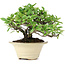 Pyracantha, 13 cm, ± 15 years old