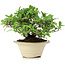 Pyracantha, 13 cm, ± 15 anni