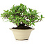 Pyracantha, 13 cm, ± 15 years old