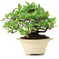 Pyracantha, 13 cm, ± 15 anni