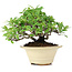 Pyracantha, 13 cm, ± 15 anni