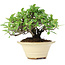 Pyracantha, 13 cm, ± 15 years old