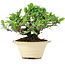 Pyracantha, 13 cm, ± 15 anni