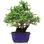 Pyracantha, 18 cm, ± 10 years old