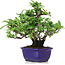 Pyracantha, 18 cm, ± 10 years old