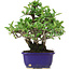 Pyracantha, 18 cm, ± 10 years old